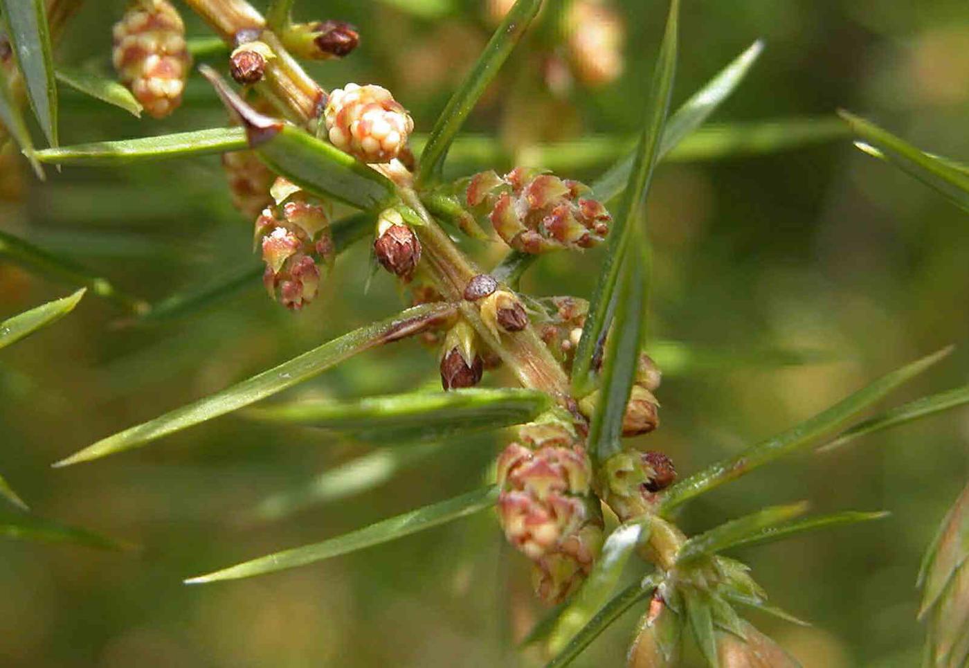 Juniper, Common flower